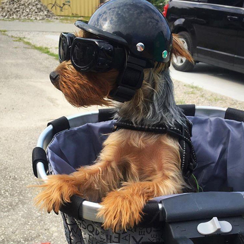 Pet Helmets Dog Cat Bicycle Mo - Motorcycle Gear Dogs 评论和价格